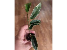 Hoya Kenejiana albomarginata 'Thong's Treasure.