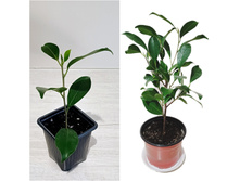 ����� �������.jpg