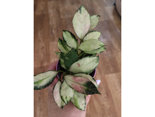 Hoya nabawanensis var.