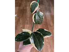 Latifolia Sp Albo Round Leaf.
