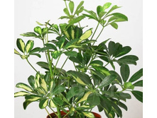 ������� �����������