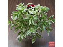 ������������ �������������