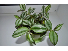 ������������ ������� ����������