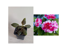 ��������� �������� �� ��������.jpg