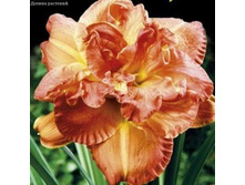 ��������� ������ �400 +26�