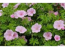 ������ ����