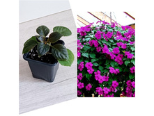 ��������� ��������.jpg