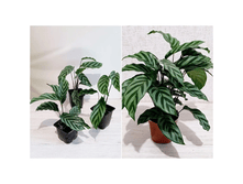 ������� Freddie.png