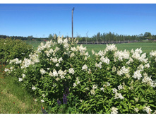 ���������� �����