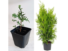 ��� �������.png