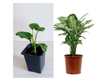 ����������� Compacta.png