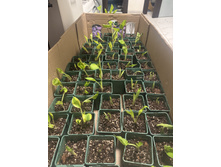 ����� ����