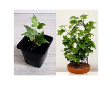 ������ yellow ripple.png