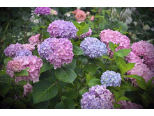 ������� ������ ���������