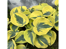 ����� ������ �������