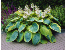 ����� �������� ������� �������