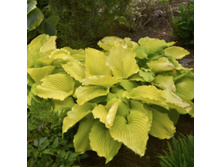 ����� ����� �� �����