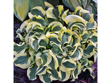 ����� ���� �����