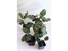 ������� Makoyana.png