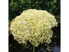 ��������� ����������� ������