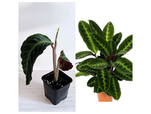 ������� ���������.png