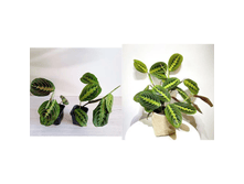 ������� Fascinata tricolor.png