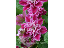 �������� ��� �������