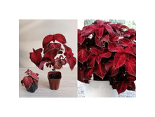 ������ ������� ���.png