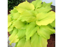 ����� ���� �����