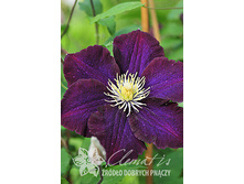 �������� ���������� ����