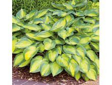 ����� ����