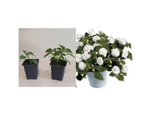 ��������� White.png