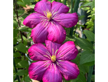 �������� ��������� ����� �� ����