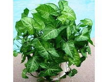 ��������� ������������