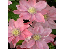 �������� ��������� ����� ������