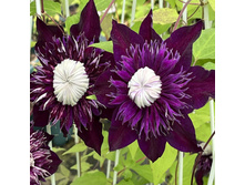 �������� �������� ������