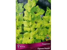 ��������� ����� �����.png