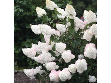 ��������� ����������� ������� ����