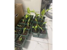 ����� ����