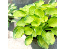 ����� ���������� �������