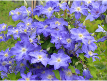 �������� ������ �������