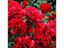 ����� ������