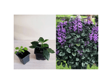 ����������� Mona lavender.png