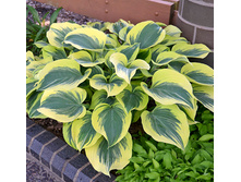 ����� �������