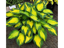 ��������� ����