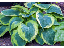 �������� ����