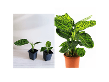 ����������� Reflector.png