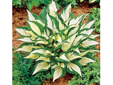 ����� �������