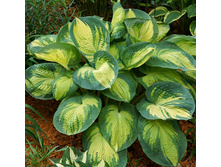 ����� ����� ������������