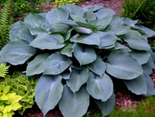 ������� �����